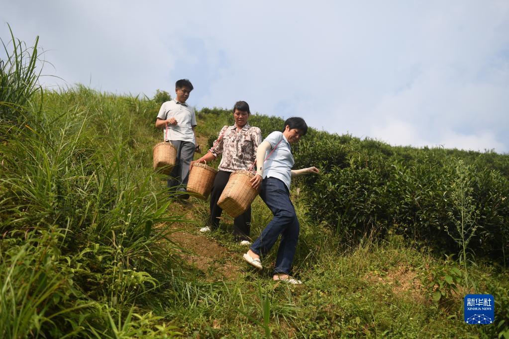 在廣西蒼梧縣六堡鎮(zhèn)山坪村，祝雪蘭（前）和村民采茶后走下茶山（2022年9月22日攝）。新華社記者 陸波岸 攝